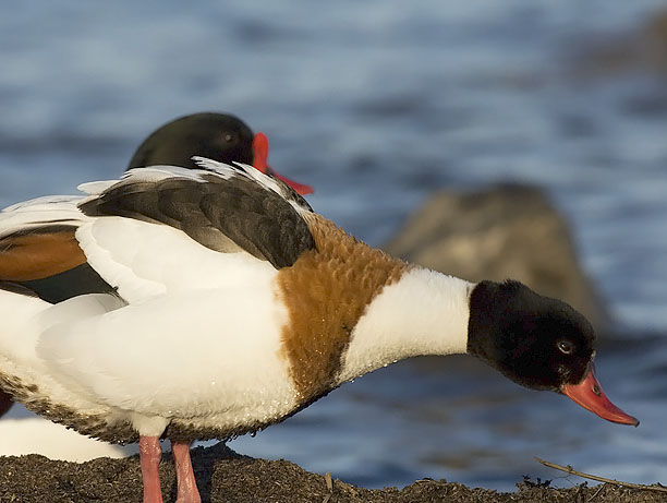 Ristisorsa, Common Shelduck, Tadorna tadorna